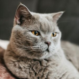 demo prudouct - Gray Cat On A Blurry Background - Pet Food OEM & ODM Manufacturer